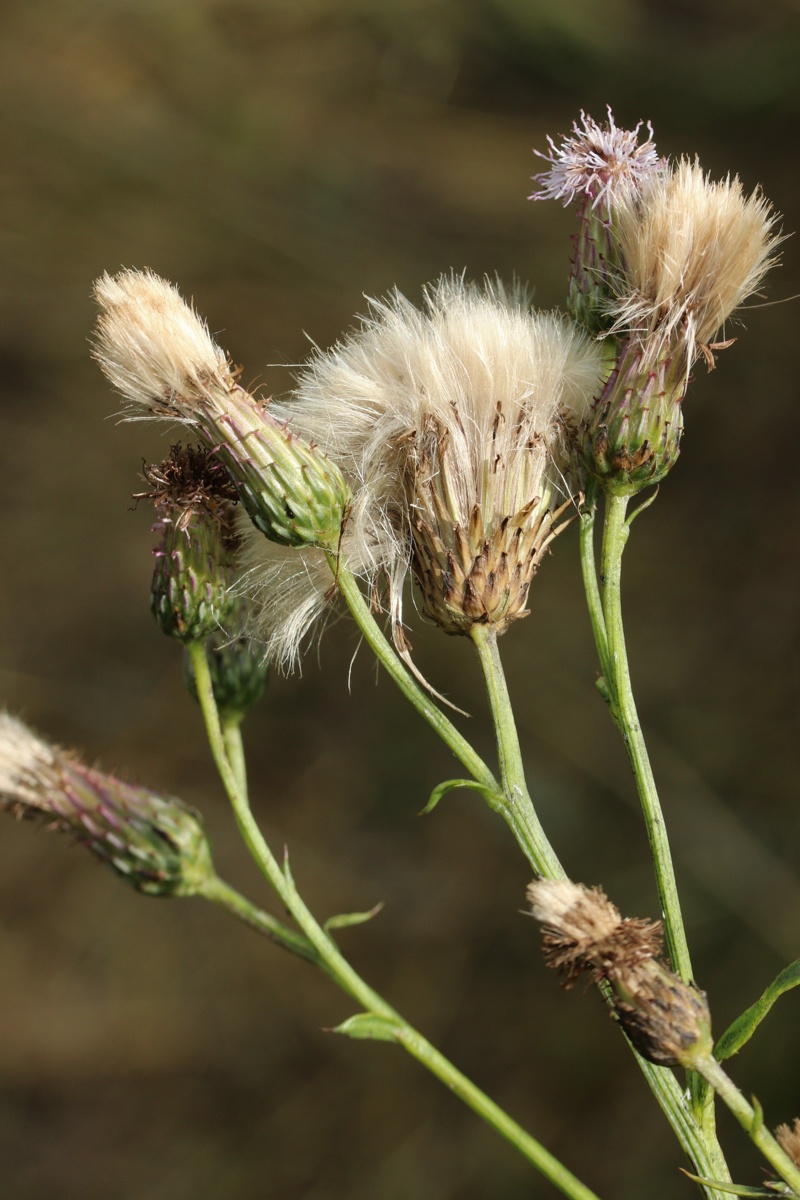 Изображение особи Cirsium arvense.