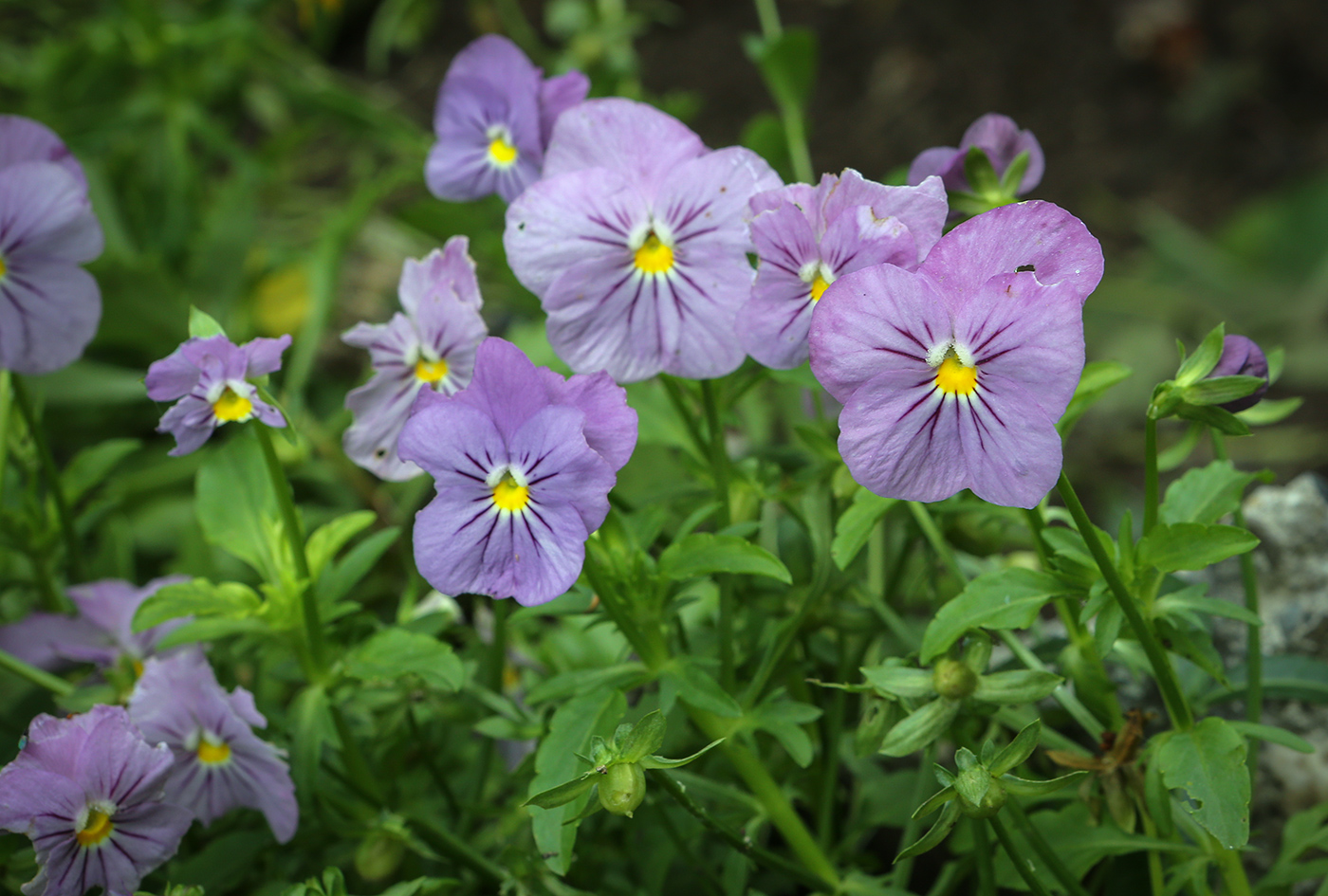 Image of genus Viola specimen.