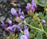 род Astragalus