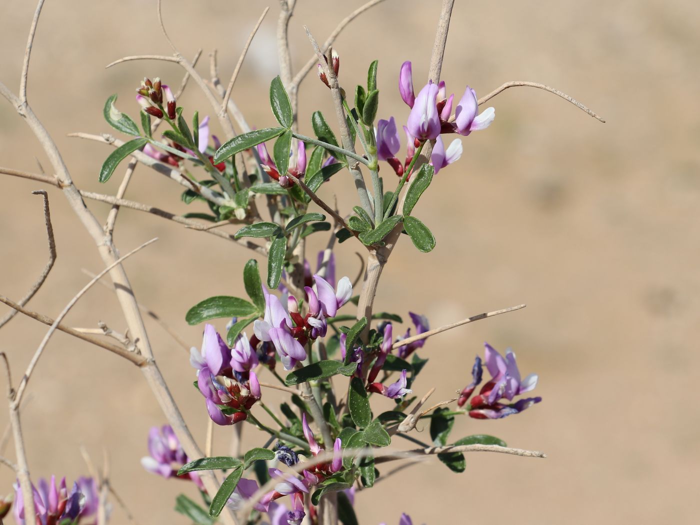 Изображение особи Astragalus paucijugus.