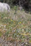 Lens nigricans. Цветущее растение. Крым, Севастополь, Байдарская дол., можжевеловое редколесье. 30.04.2025.