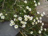 genus Cerastium
