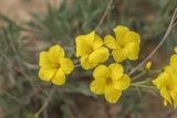 Linum czernjajevii
