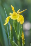 Iris pseudacorus