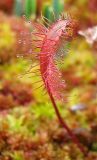 Drosera anglica