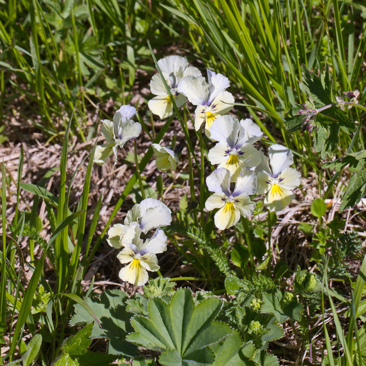 Image of Viola altaica specimen.
