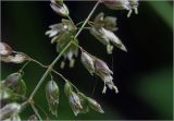Hierochloe odorata