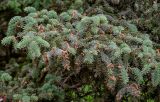 Picea meyeri. Верхушка ветви с микростробилами. Китай, пров. Ганьсу, хр. Циляньшань, дол. Матисы, ≈ 2600 м н.у.м., опушка смешанного леса. 05.06.2025.