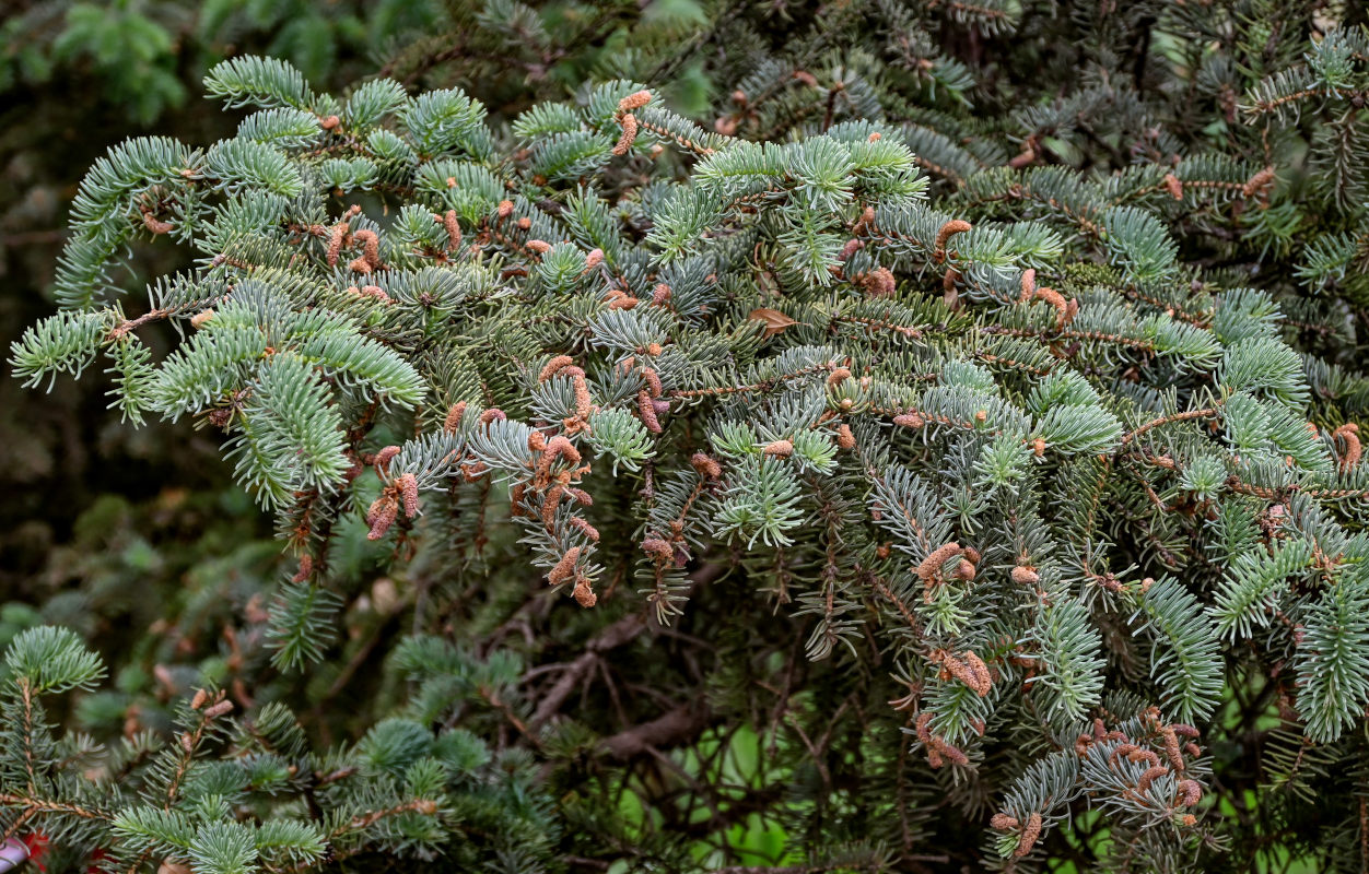 Image of Picea meyeri specimen.