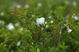View full-size image Rosa maximowicziana