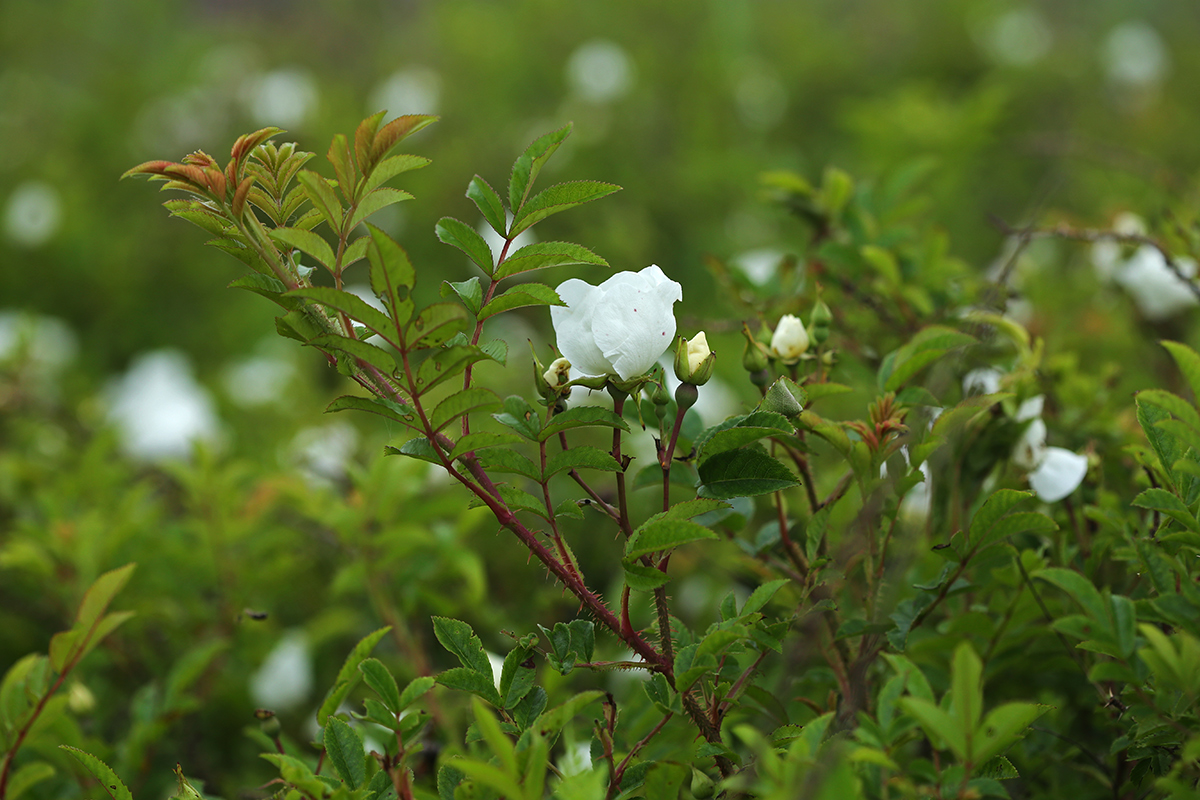 Image of Rosa maximowicziana specimen.