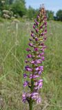 Gymnadenia conopsea