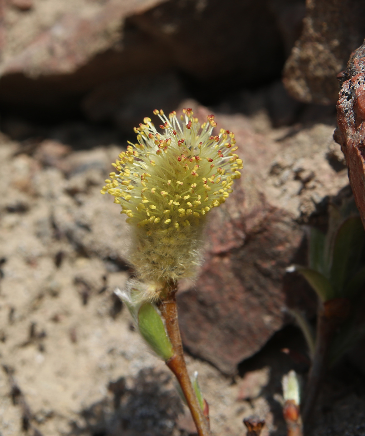 Изображение особи Salix lanata.