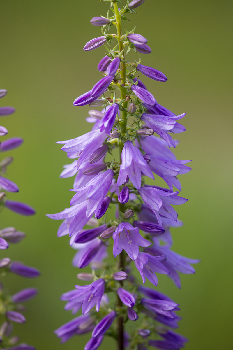 Изображение особи Campanula bononiensis.