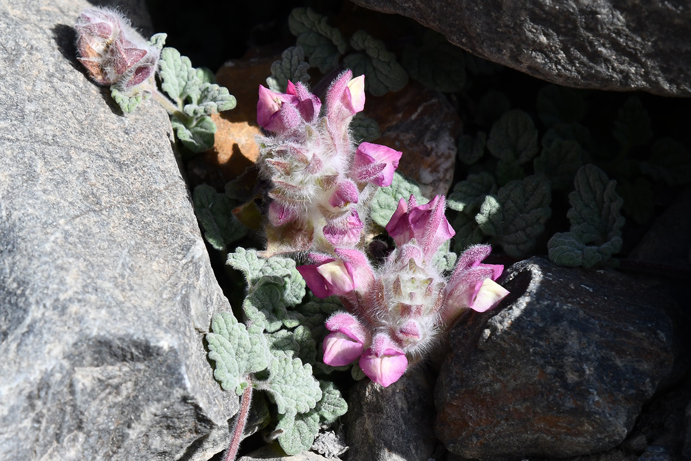 Изображение особи Scutellaria pamirica.