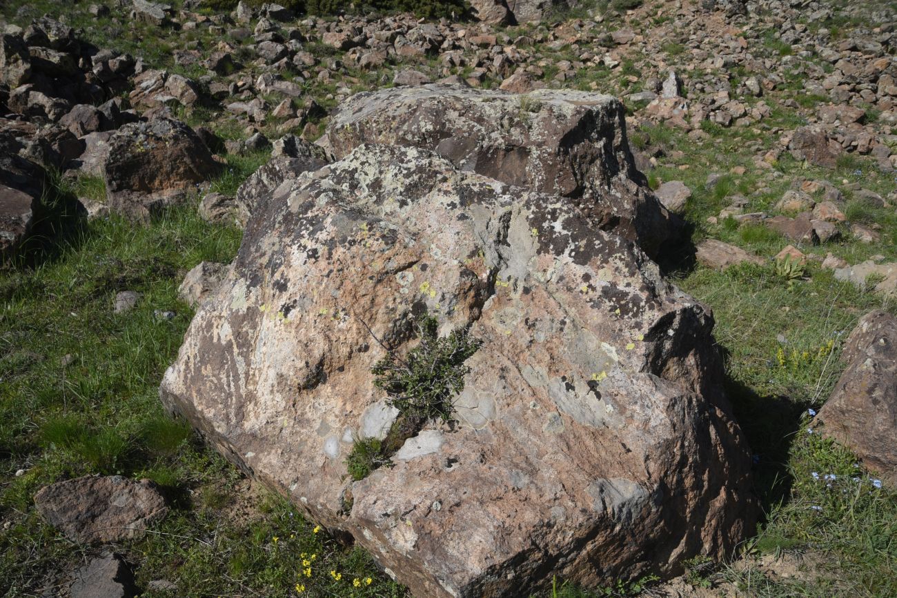 Image of genus Cotoneaster specimen.