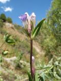 Gentianella turkestanorum. Верхушечное соцветие. Казахстан, Жамбылская обл., Жуалынский р-н, запов. \"Аксу-Джабаглы\"; Таласский Алатау, ущ. Коксай, ≈ 2200 м н.у.м., берег речки. 16 августа 2025 г.