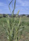 Setaria viridis