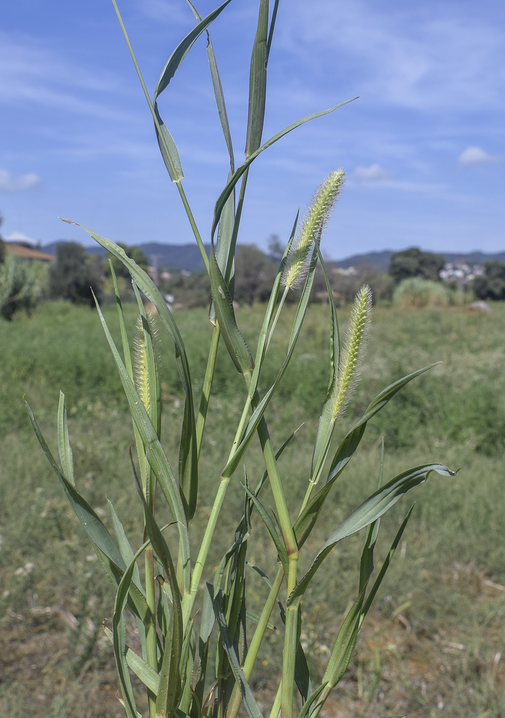 Image of Setaria pumila specimen.