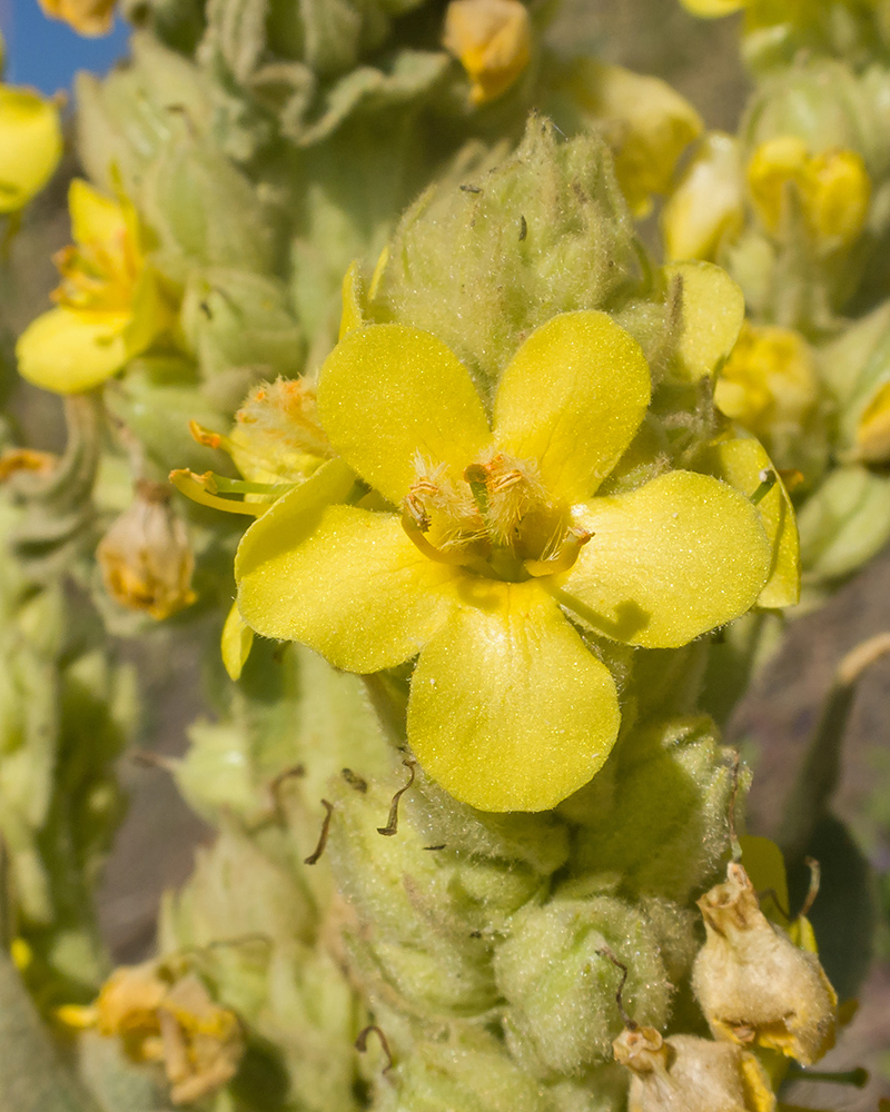 Изображение особи Verbascum thapsus.