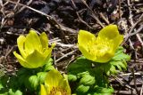 Trollius ranunculinus