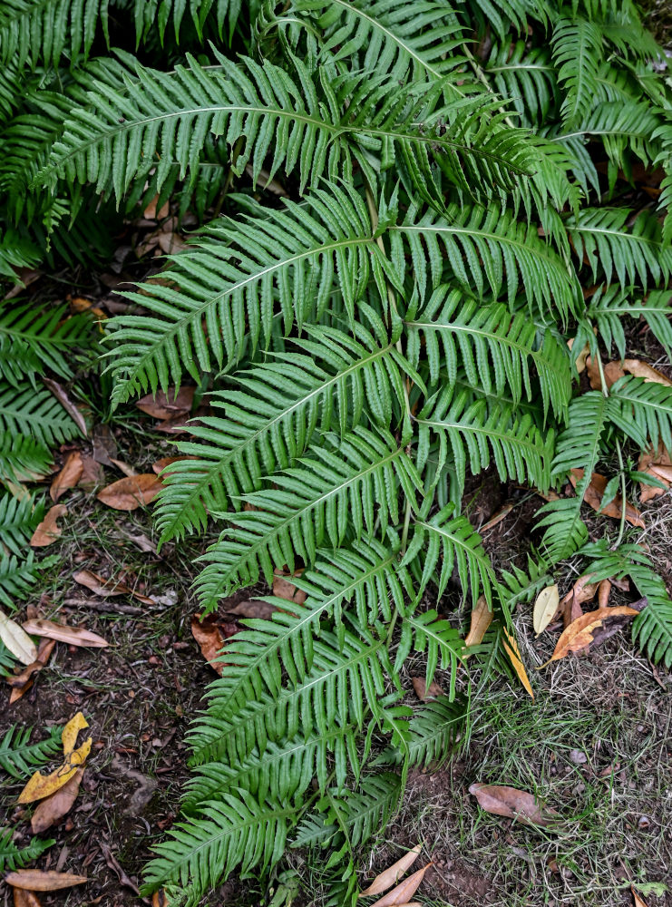 Изображение особи Woodwardia radicans.