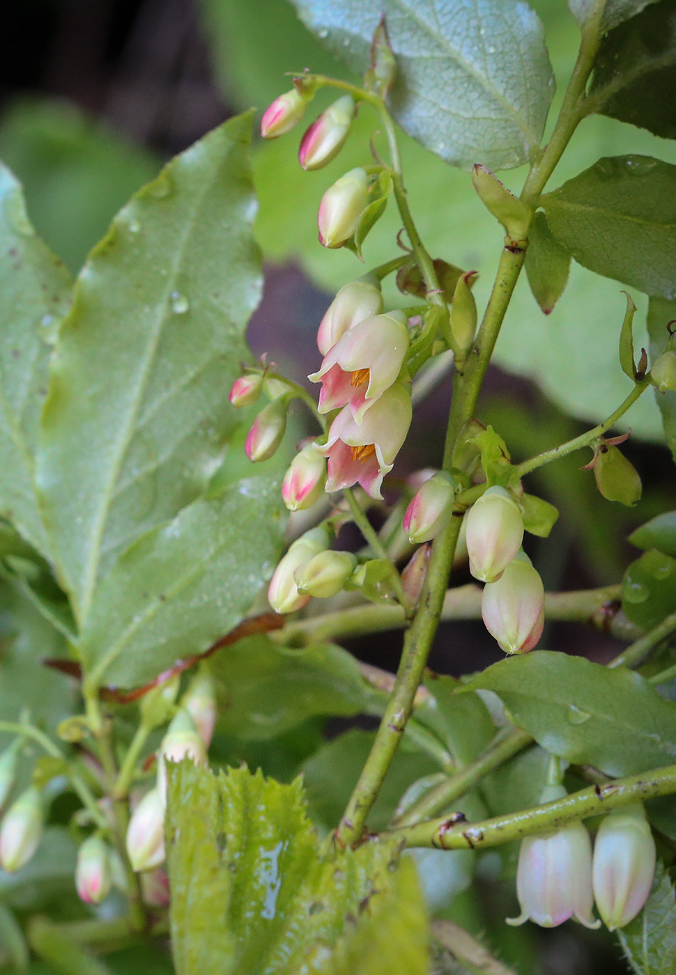 Image of Vaccinium arctostaphylos specimen.