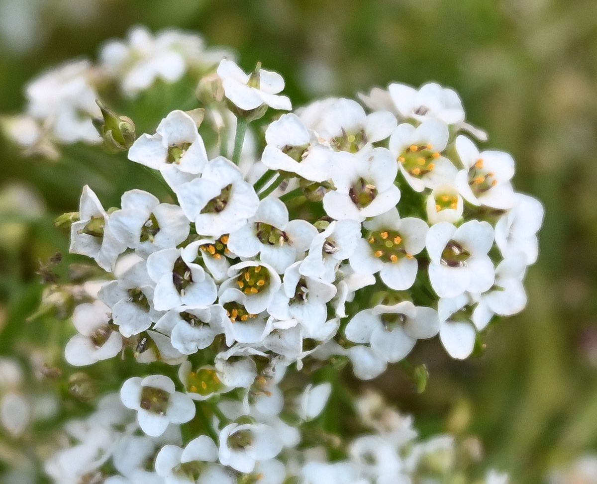 Изображение особи Lobularia maritima.