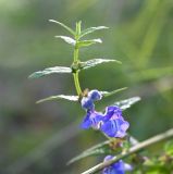 Scutellaria galericulata. Верхушка цветущего растения. Московская обл., г. Подольск, опушка леса, заболоченный участок. 27.08.2025.