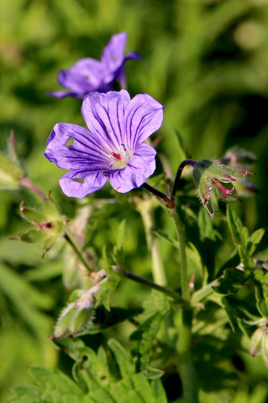 Image of Geranium sylvaticum specimen.