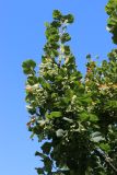 Tilia × europaea. Плодоносящая ветвь угнетённого дерева. С.-Петербург, Кировский р-н, декоративное озеленение. 24.08.2025.