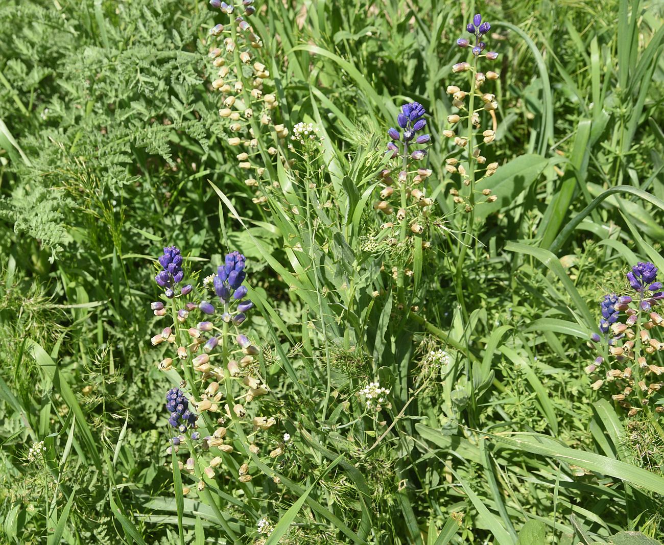 Изображение особи род Bellevalia.