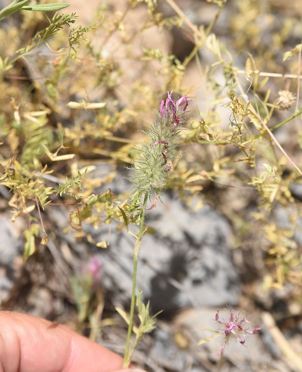 Изображение особи Trifolium pamphylicum.