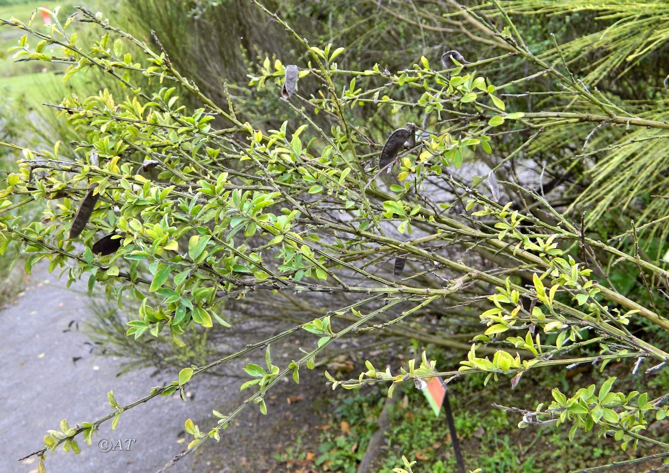 Image of genus Cytisus specimen.