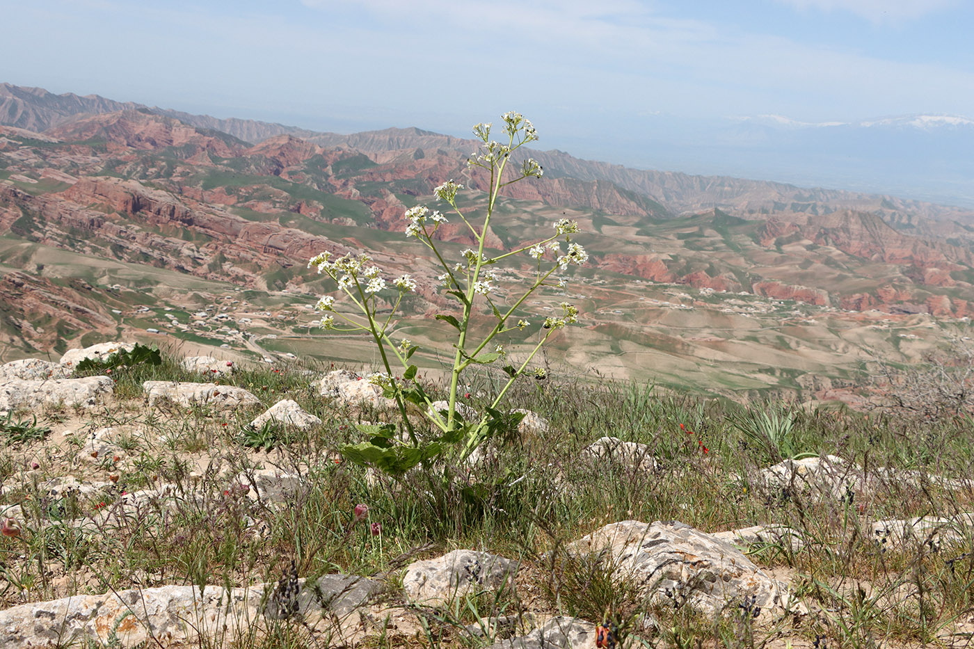 Изображение особи Crambe kotschyana.
