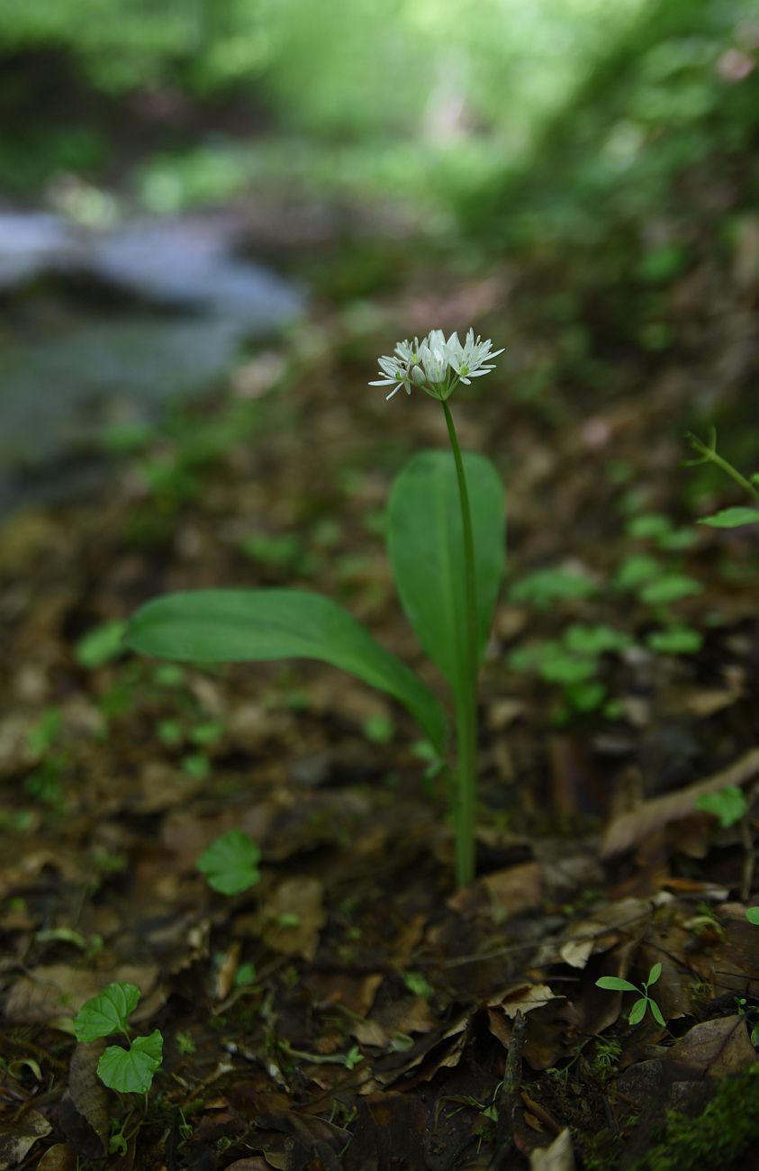 Image of Allium ursinum specimen.