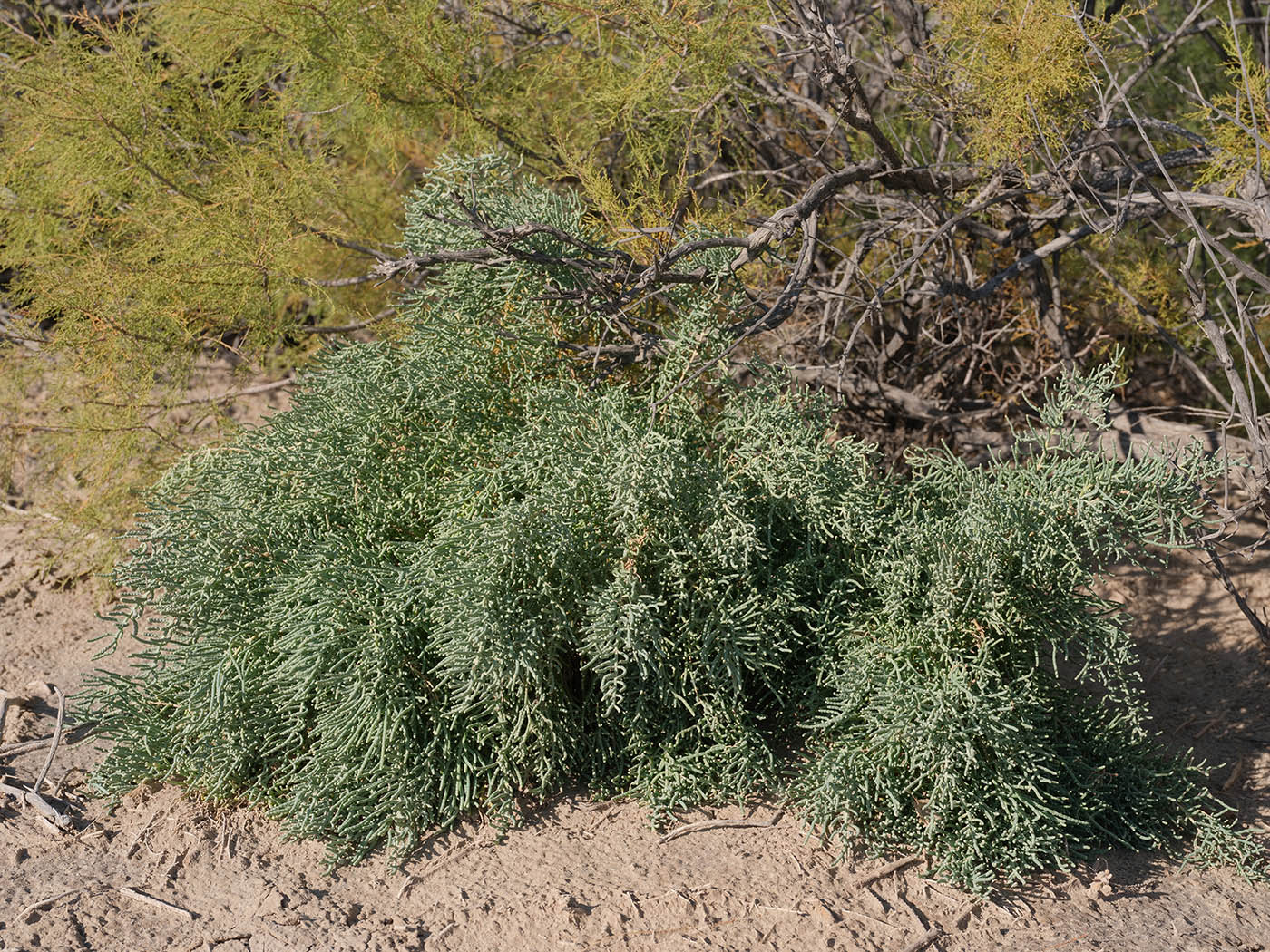 Изображение особи род Kalidium.