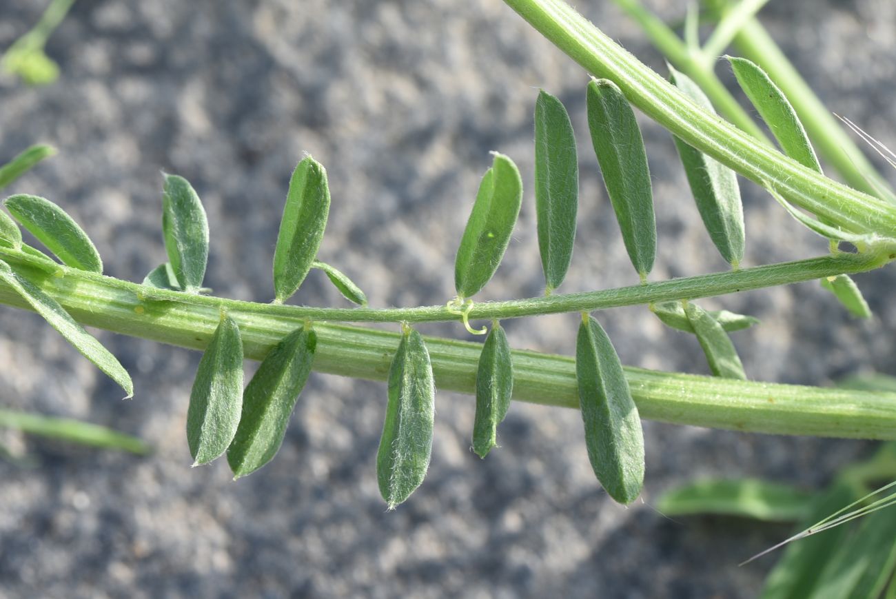 Image of genus Vicia specimen.