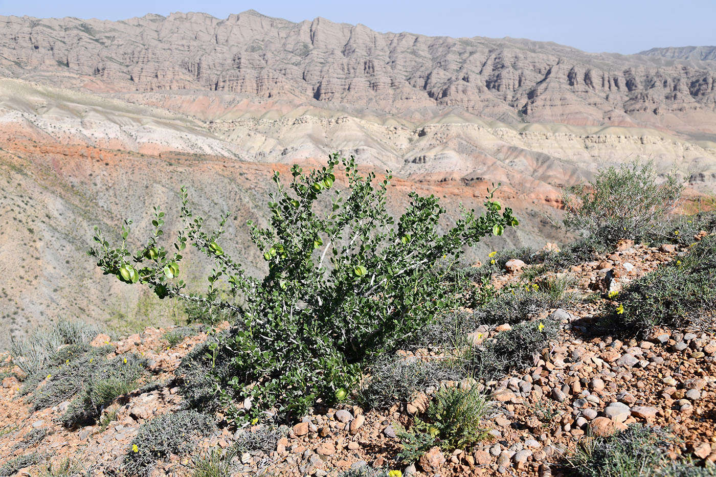 Изображение особи Zygophyllum atriplicoides.
