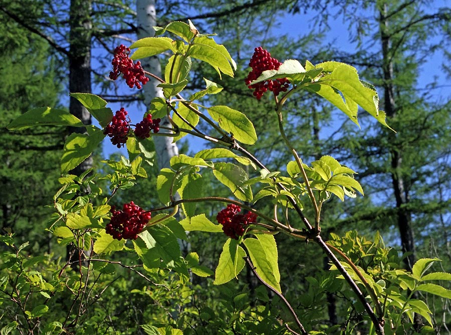 Image of Sambucus sibirica specimen.