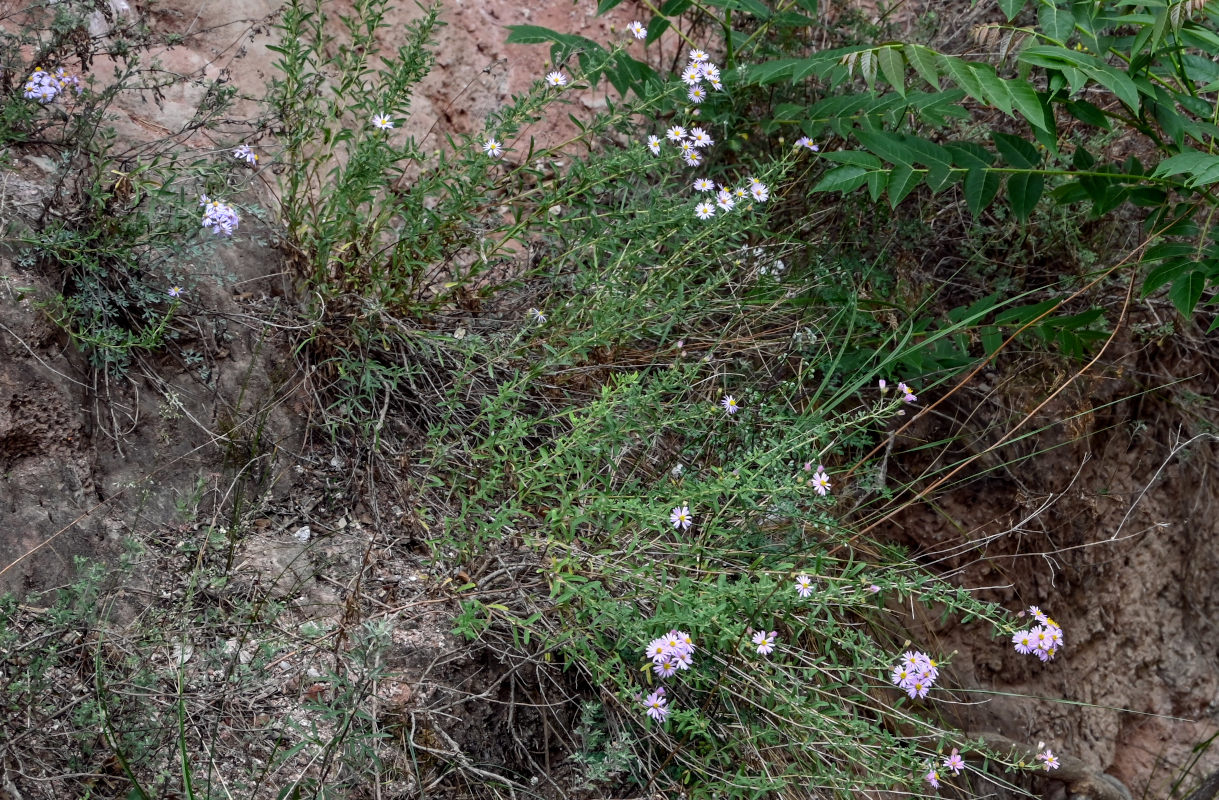 Изображение особи Galatella altaica.