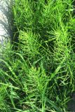 Equisetum arvense. Вегетирующие растения у коммуникаций старой теплотрассы. Московская обл., Павлово-Посадский ГО, г. Электрогорск, влажный луг. 15.05.2026.