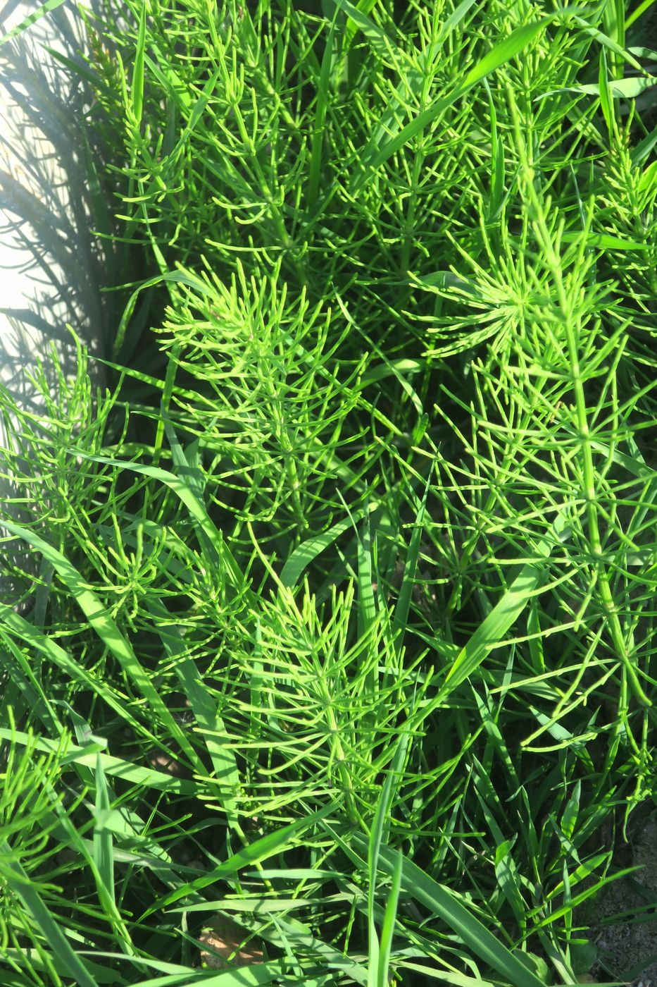 Изображение особи Equisetum arvense.