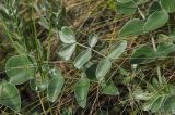 Hedysarum argyrophyllum. Листья. Оренбургская обл., Саракташский р-н, Жёлтинский сельсовет, окр. хут. Султанбаево, луговая степь. 9 июня 2025 г.