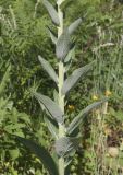 Verbascum lychnitis. Часть побега. Испания, Каталония, пров. Барселона, комарка Осона, муниципалитет Виланова-де-Сау, водохранилище Сау, залесённый склон сев. экспозиции, обочина дороги. 31.05.2026.