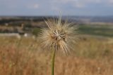 Scorzonera villosa
