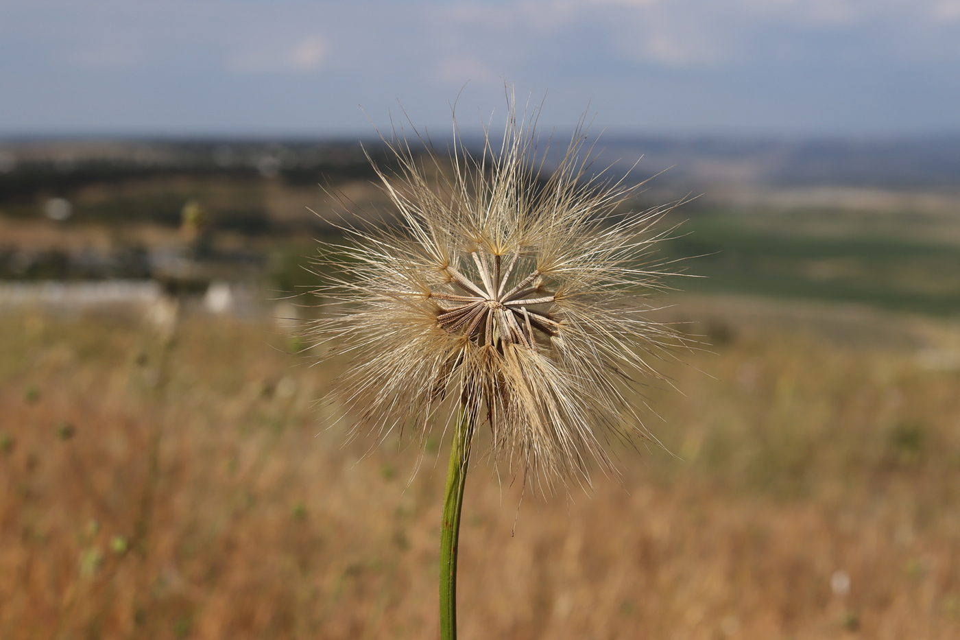 Image of Scorzonera villosa specimen.