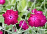 Lychnis coronaria. Цветки. Московская обл., ГО Подольск, мкр-н Климовск, клумба. 29.06.2026.