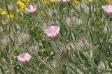 Convolvulus tauricus. Верхушки побегов с цветками и бутонами. Крым, г. Симферополь, окр. мкр-на Пневматика, куэста. 21.05.2026.