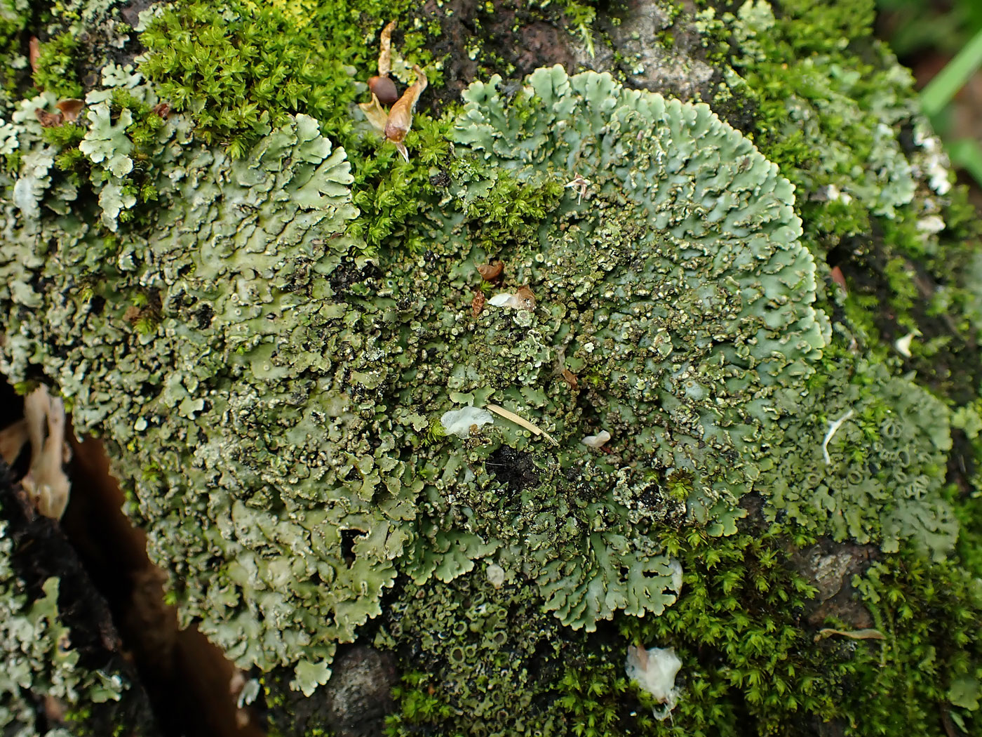 Image of division Ascomycota specimen.